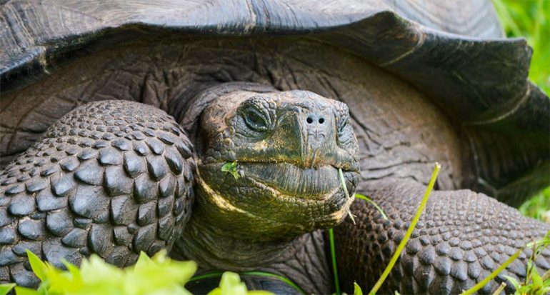 La nueva especie de tortuga descubierta en las Galápagos