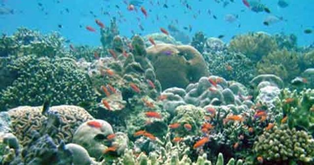 La pérdida de biodiversidad marina se acelera