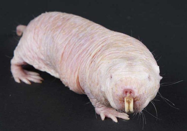 Naked Mole Rats Make Deformed, Sluggish Sperm