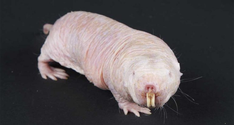 La rata topo desnuda sobrevive hasta 18 minutos sin oxígeno