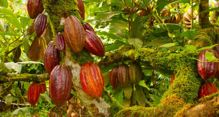 La ruta del cacao: un edén para niños.