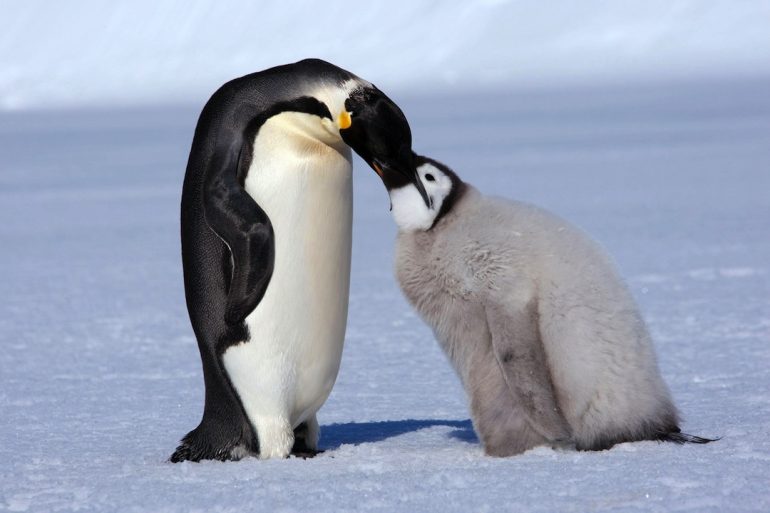 La termoregulación de los pingüinos