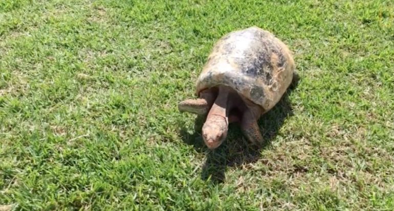 La tortuga que había perdido su caparazón