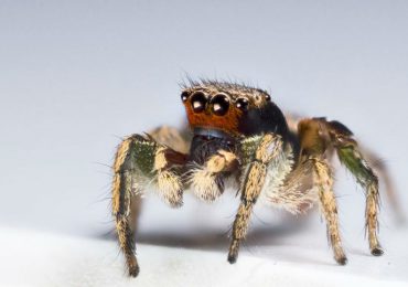 Las arañas saltarinas pueden ver más colores que tú