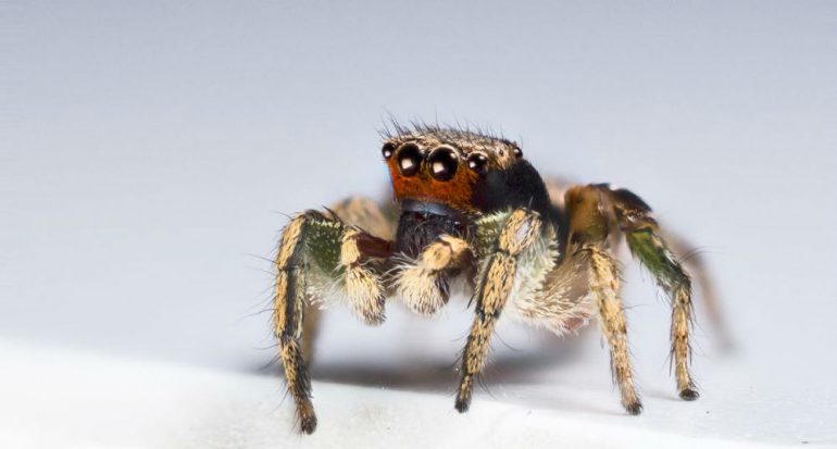 Las arañas saltarinas pueden ver más colores que tú
