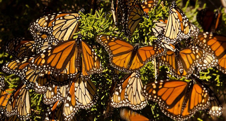 Las mariposas monarca regresan a México