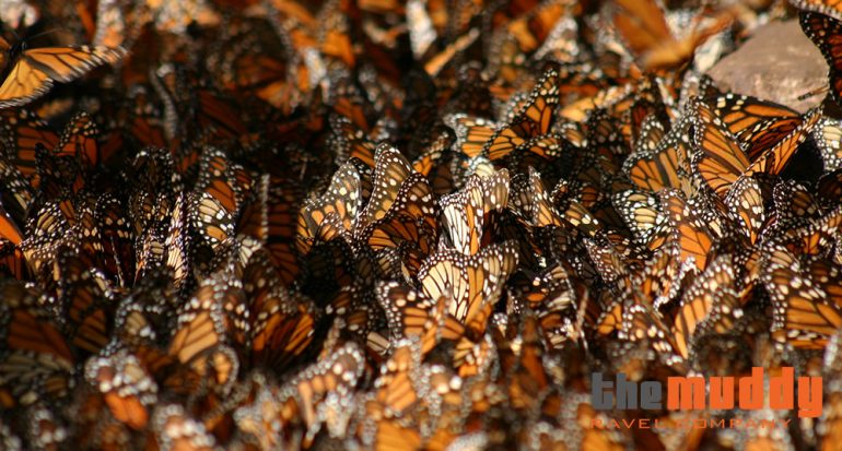 Las mariposas monarca: un santuario cerca de la Ciudad de México