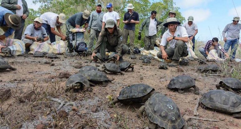 Liberan 190 tortugas gigantes en las Islas Galápagos