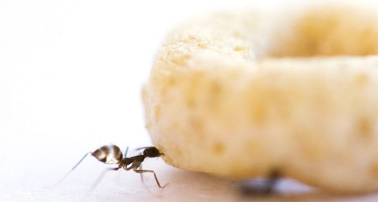 Lo descubrimos: Así logran su cometido las ?hormigas locas?