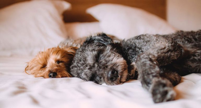 Lo que debes saber sobre los hábitos de sueño de tu perro