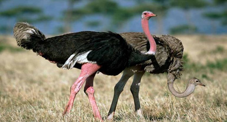 Lo que no sabías sobre las aves más grandes del mundo