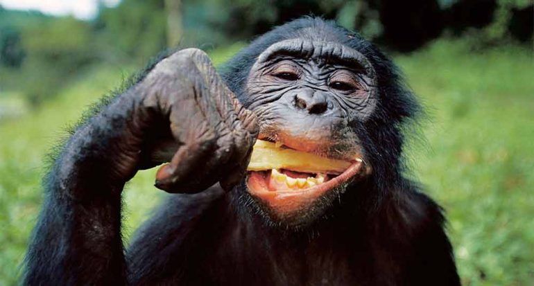 Los chimpancés no pueden cocinar