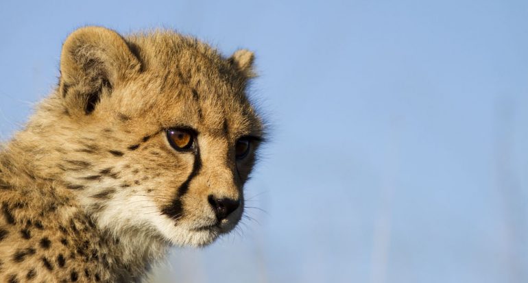 Los guepardos están peligrosamente cerca de la extinción