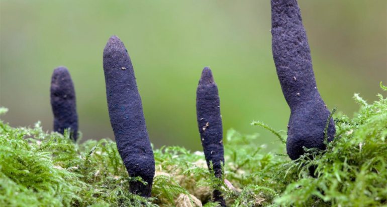 Los hongos más extraños del mundo
