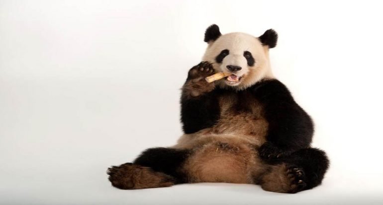 Los pandas ya no están en peligro de extinción (pero los primates sí)