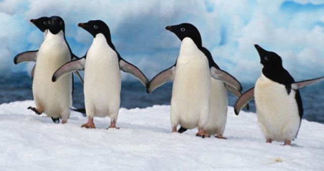 Los pingüinos de Adelia podrían extinguirse en una década