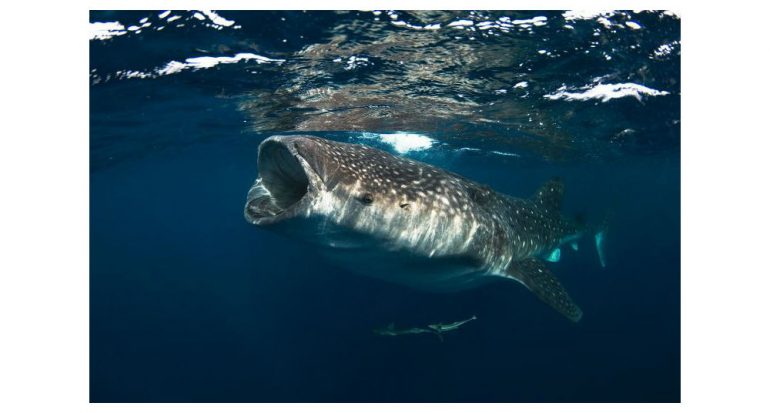 Los tiburones ballena se desplazan de maneras misteriosas: obsérvalos en línea