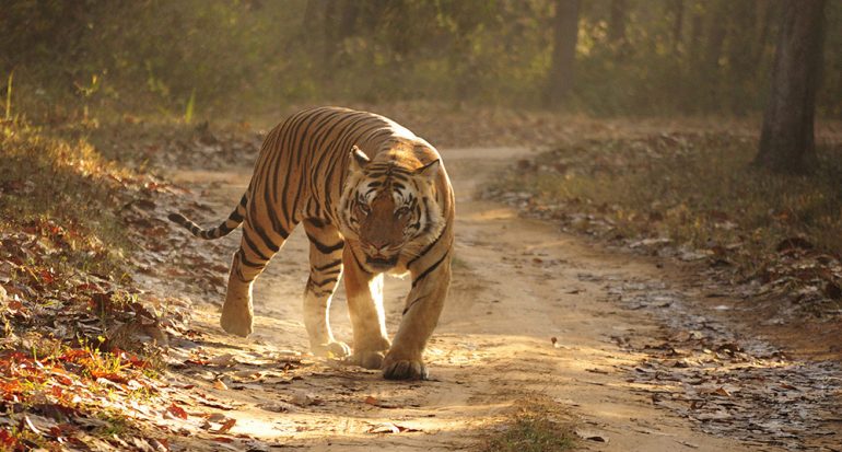 Los tigres de los bosques de Satpura