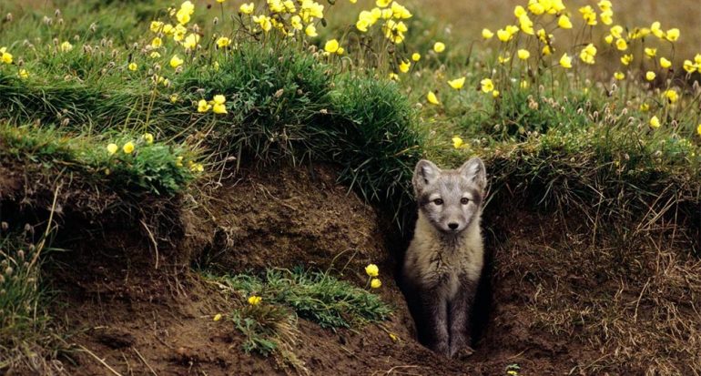 Los zorros árticos ?cultivan? sus propios jardines