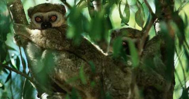 Madagascar crea nuevas áreas protegidas