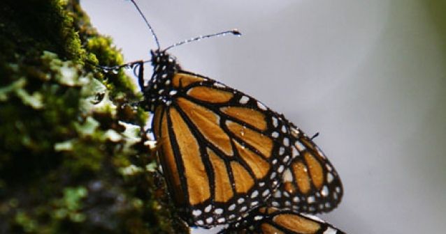 Mariposas monarca y proteínas