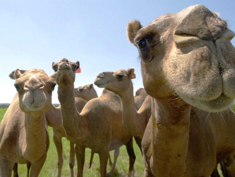 Marruecos a camello