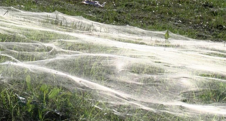 Millones de arañas bebé crean un manto sedoso gigantesco