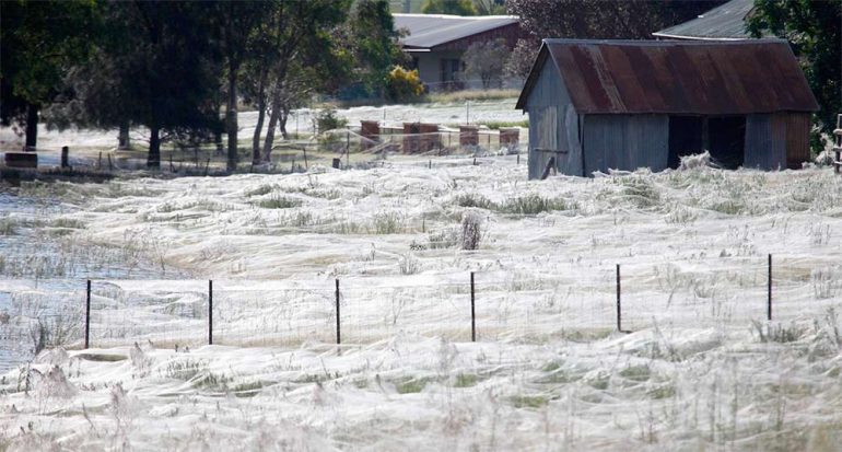 Millones de arañas diluvian en Australia