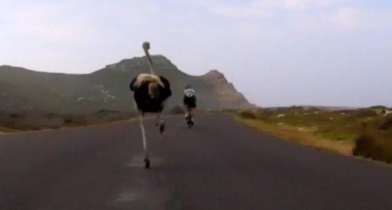 Mira un avestruz persiguiendo a un ciclista