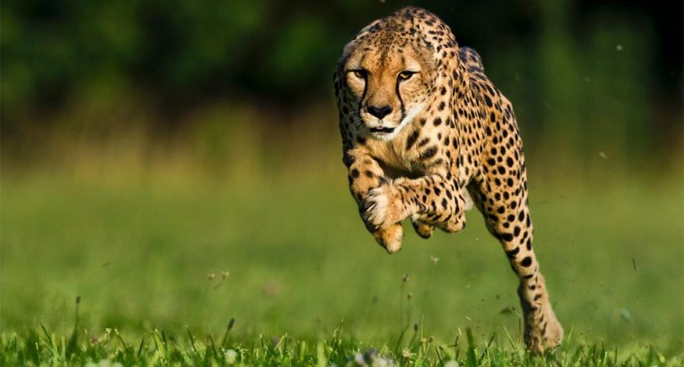 Muere la guepardo más rápida del mundo. Mírala correr.