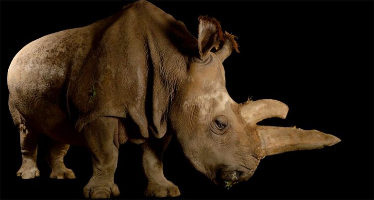 Muere raro rinoceronte blanco. Solo quedan cuatro en el mundo.