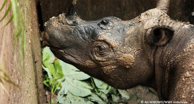 Muere raro rinoceronte tras su redescubrimiento