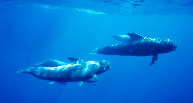 Mueren ballenas por una causa muy extraña