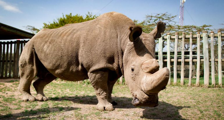 Murió ?Sudán? el último rinoceronte macho blanco del norte