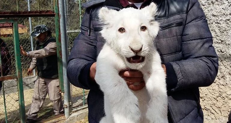 Nace el primer león blanco en zoológico de Tlaxcala