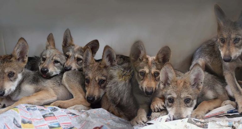Nace la camada más numerosa registrada de lobo mexicano en México