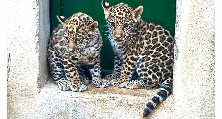 Nacen dos crías de jaguar en Benidorm