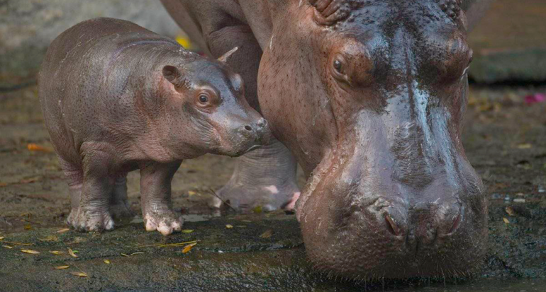 Nació el primer hipopótamo en Disney en 13 años