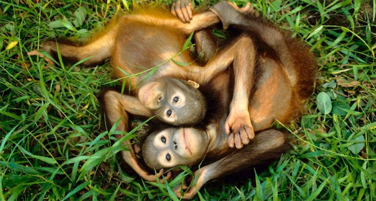 Nuestras 10 fotos favoritas de orangutanes