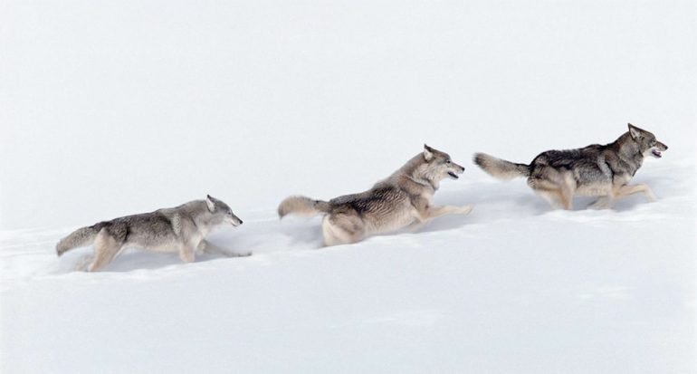 Nuestras 12 fotos favoritas de lobos