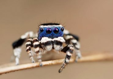 Nueva araña: De cara azul