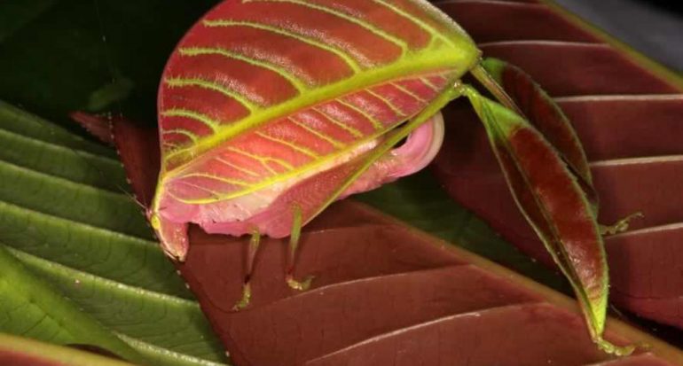 Nueva especie de insecto en Borneo: ¡Las hembras son rosas!
