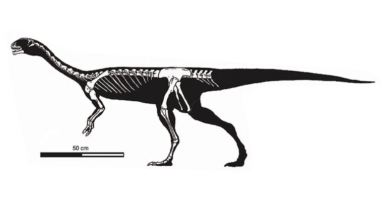 Nuevo dinosaurio: El Chilesaurus