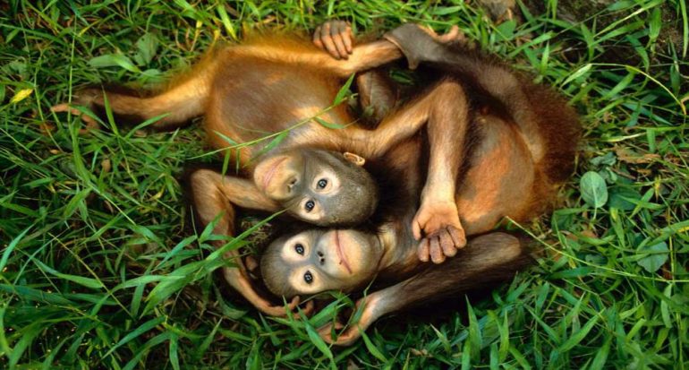 Orangutanes en aprietos: están en peligro crítico de extinción