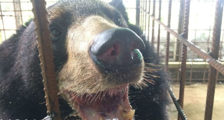 Oso con lengua de 3 kg es operado en Birmania