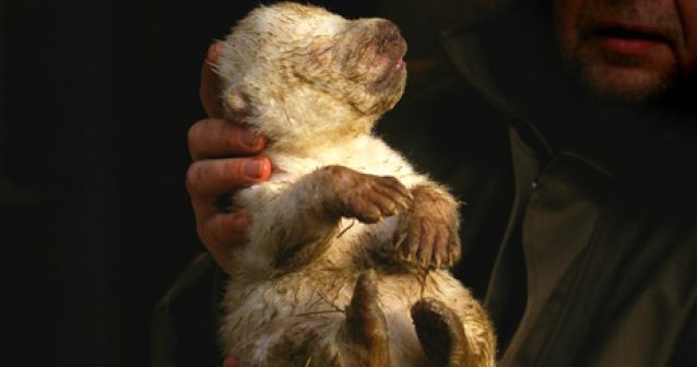 Oso polar recién nacido