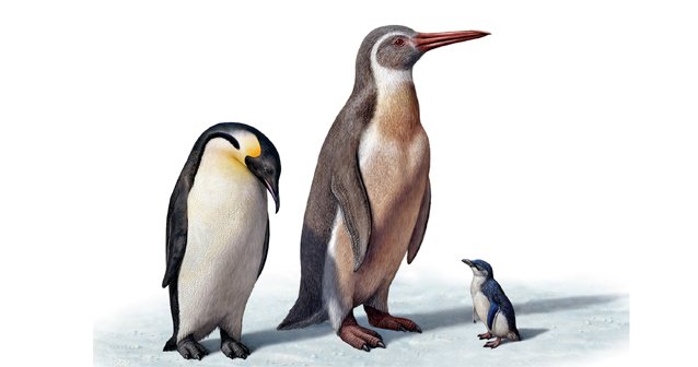Pingüino prehistórico