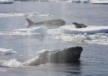Por qué las ballenas jorobadas protegen a otros animales de las ballenas asesinas