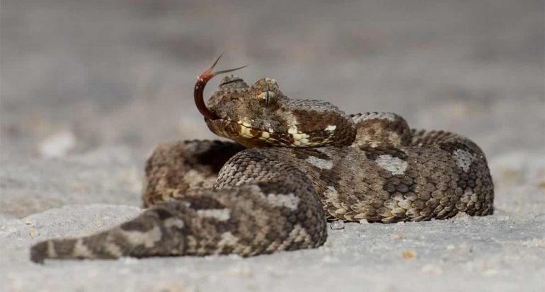 Redescubren en Sudáfrica serpiente venenosa ?extinta?