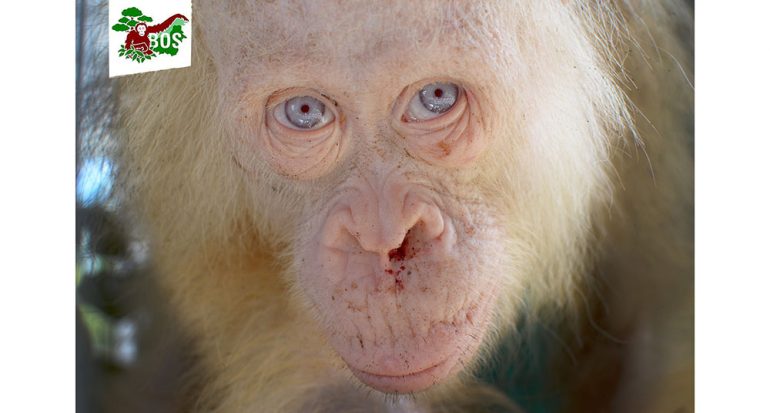 Rescatan a un orangután albino en Borneo